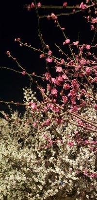 梅見会 in 羽根木公園