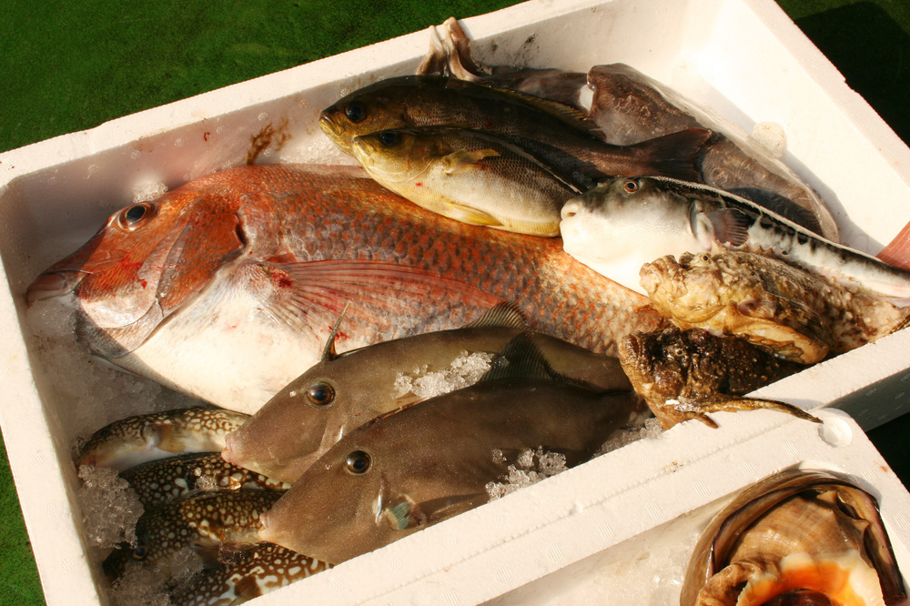 岡山県の出身者、縁のある人で集まろう！ 瀬戸内産の材料も使ったこだわり海鮮専門店で魚介づくし土曜ランチ会