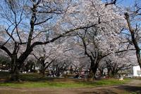 3/20 16時〜花見しませんか🌸🌸🌸
