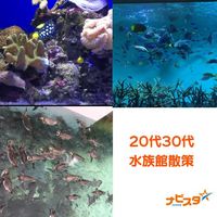 30代40代　葛西臨海水族館出会い巡り散策