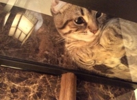 【中止】ガラス越しの猫ちゃんに癒されカフェタイム