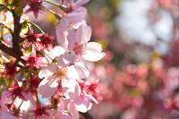 桜撮影会(上野)