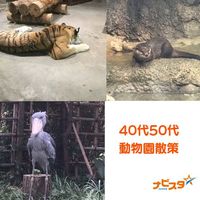40代50代中心　千葉市動物園出会い散策