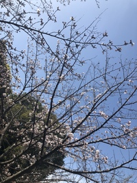 ラスト花見会🌸仮リアル