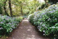 【6月27日】イコイコ生駒山deピザ体験からのアジサイ鑑賞会(定員18名)