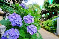 お花の散歩おしゃべり会