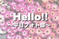 ひまわり畑を撮影しよう