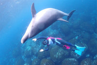 10/9（金）夜出発 イルカと泳ごう！！1泊3日 in御蔵島