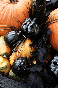 秋バラとハロウィン撮影