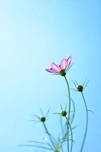  絶景を撮り隊 首都圏版 コスモスを撮りに行こう📷️  