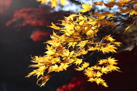 紅葉撮影第1弾:帝釈峡