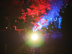 写真撮ろう！紅葉ライトアップ
