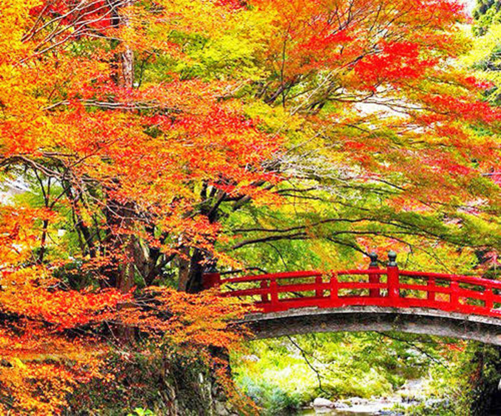 宮島の紅葉を撮りに行こう！