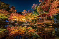 Best Shot in 大田黒公園（紅葉ライトアップ）