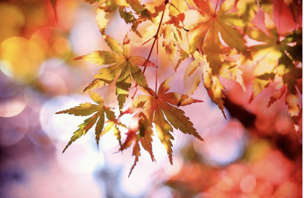 上野公園で秋を描く会（他サイトで12名+参加表明）