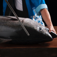 【中止】豊洲ランチ会 マグロの解体ショー