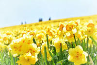 【5月15日】蓬莱山～びわ湖バレイと水仙鑑賞会～(定員5名/残席1名)