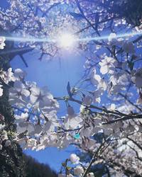 4/10-11  吹割の滝近くで春キャンプ△☺︎