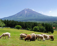 【悪天候の為中止】富士山周辺観光スポットで撮影