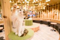 【U28】少人数で可愛い猫カフェに行こう (猫カフェ開拓)
