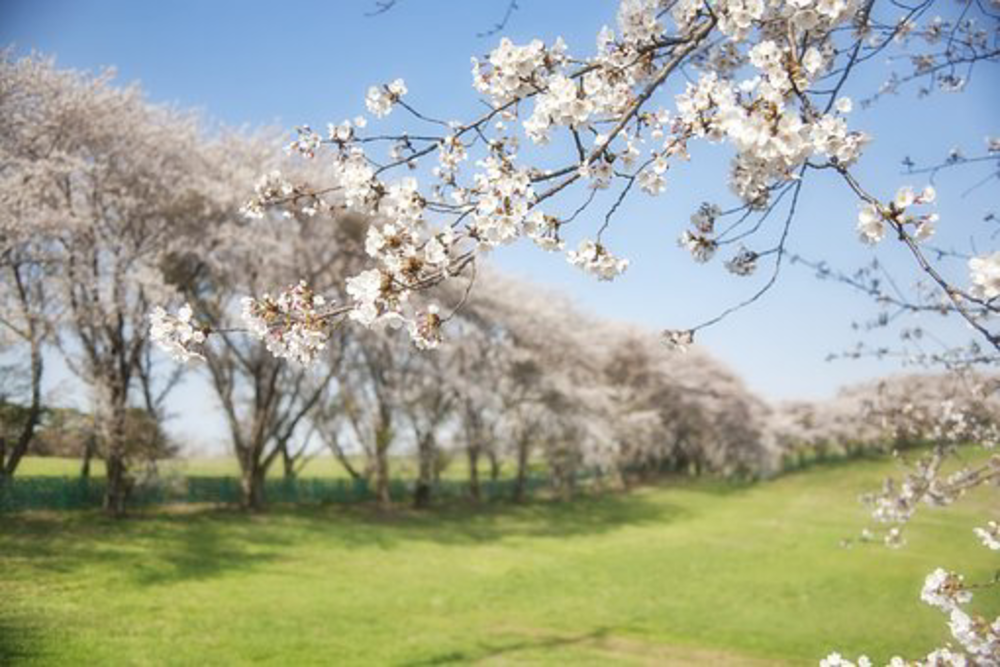 【🍡日比谷公園×桜🌸】みんなでお花見しましょう😆