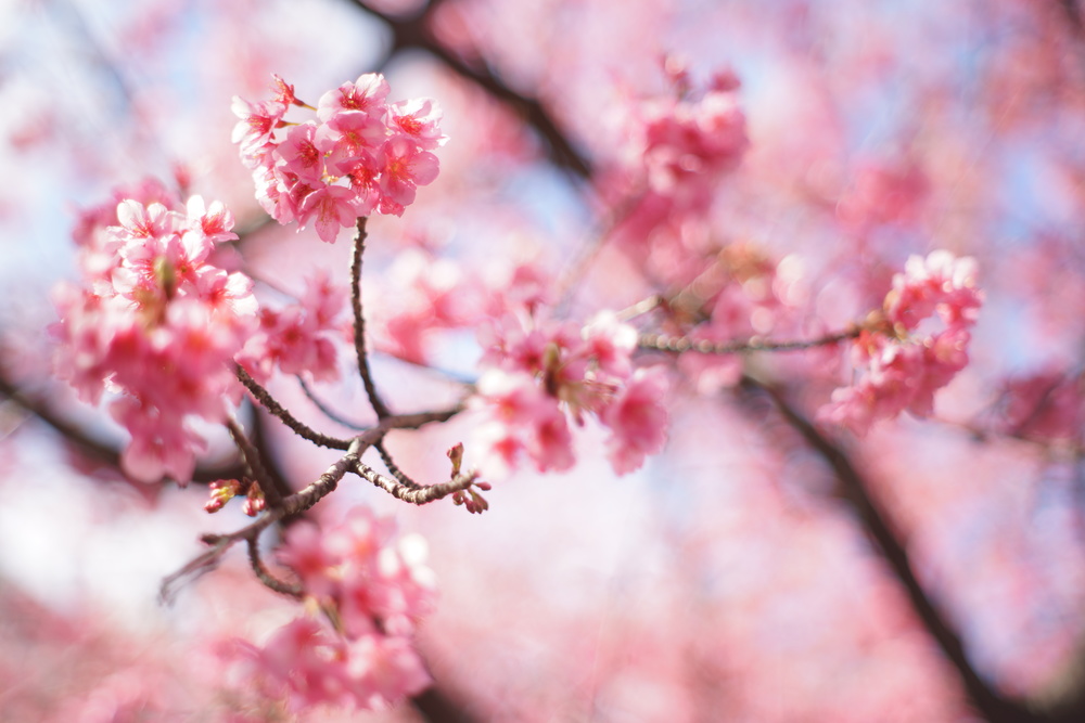 【旅撮】21/4/3（土）終日　春だー！！てことは桜だー！！（行先は桜の咲き加減で決めます）