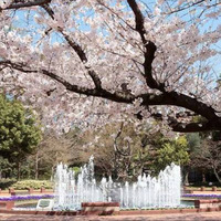 お花見ウォーク×銀座食べ歩き