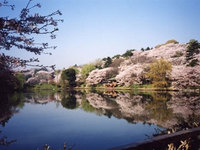3/28（日）三ツ池公園花見ハイキング