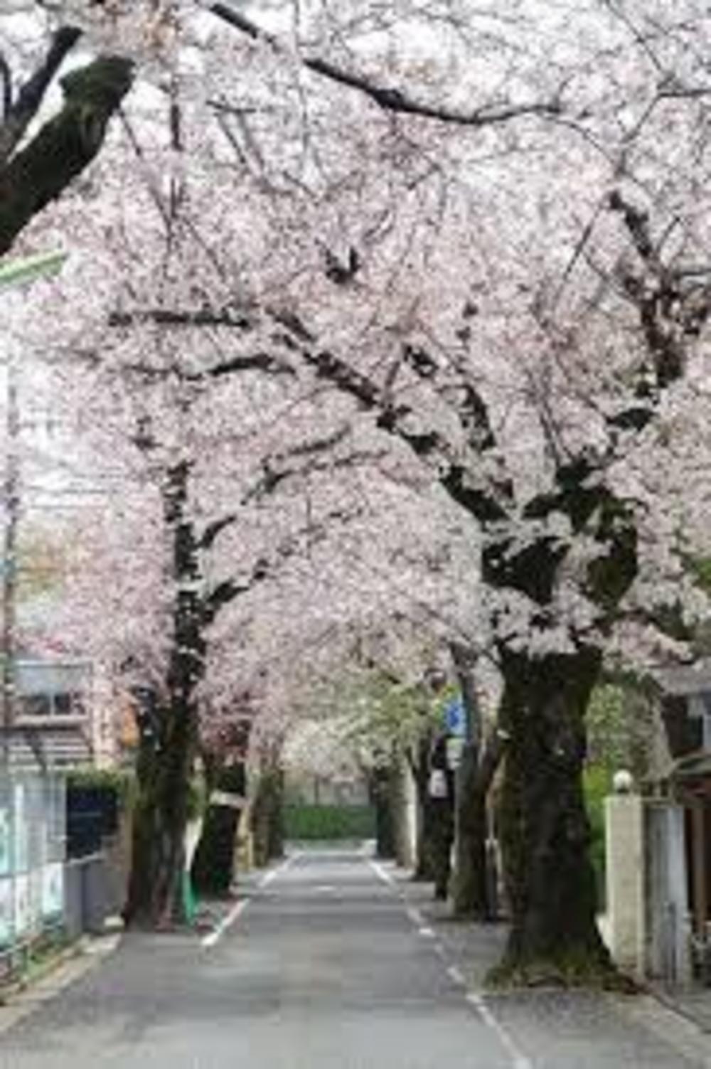 2021年３月２８日（日）成城学園前🌸桜撮影会