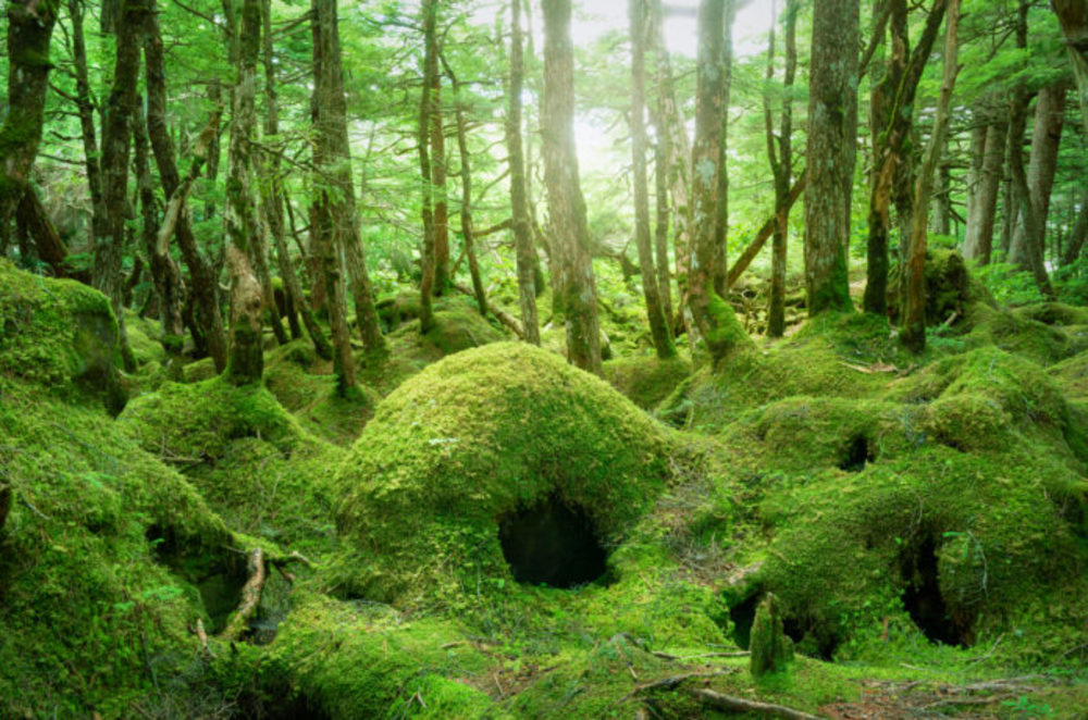 【雨天の為中止！】白駒池〜清里テラスで撮影📸
