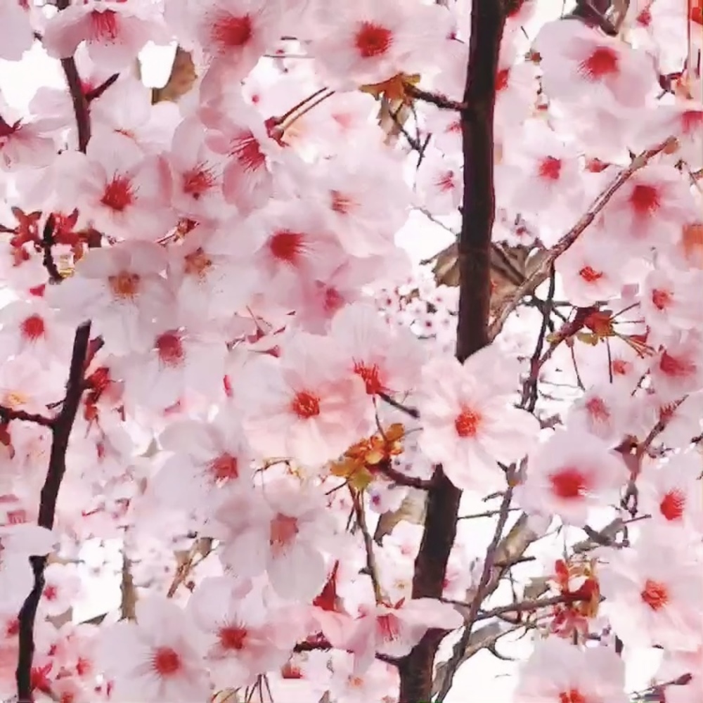 🌸春を感じる朝活🌸