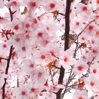 🌸春を感じる朝活🌸