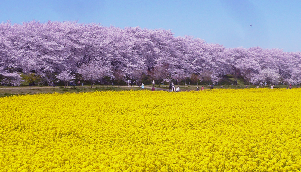 埼玉へ、桜と菜の花のコントラストを撮りに行きましょう