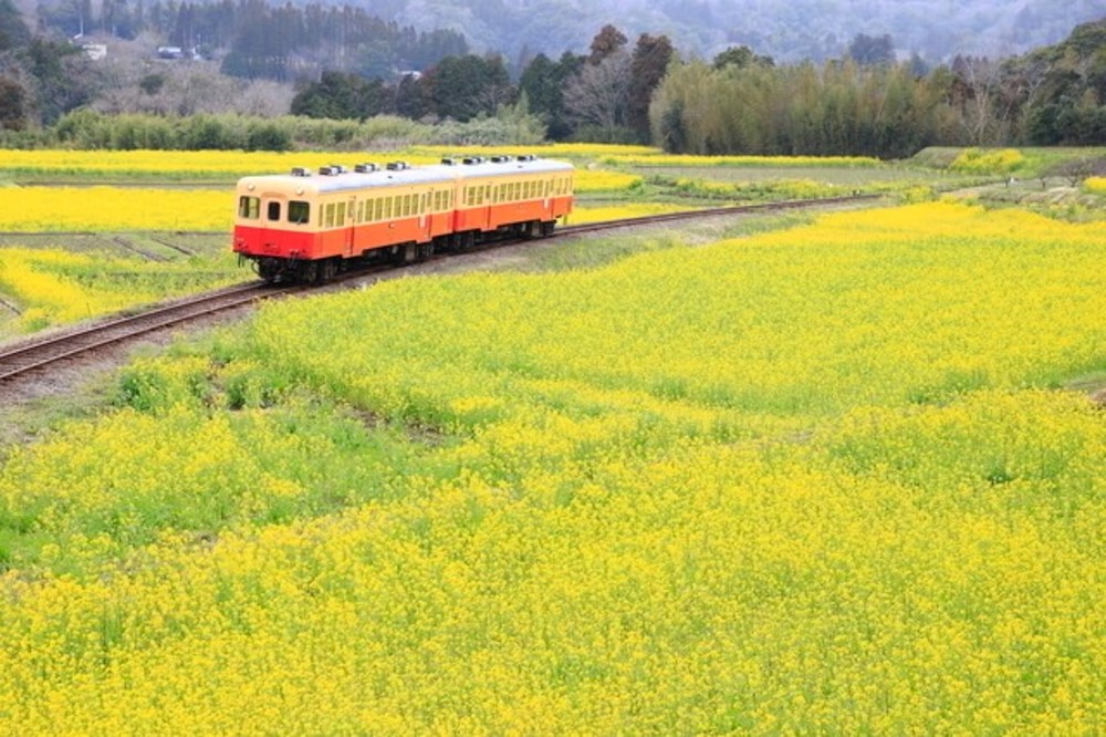 千葉へ、小湊鉄道と菜の花を撮りに行く