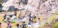 【花見】1995年会@上野