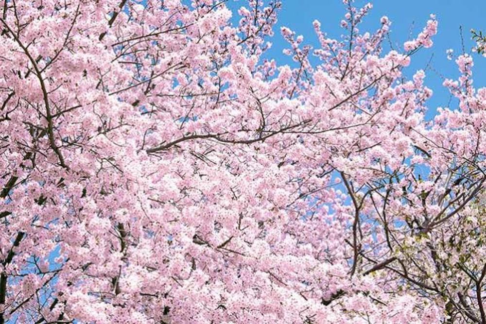 【サクラウォーキング】桜を見に行こう！