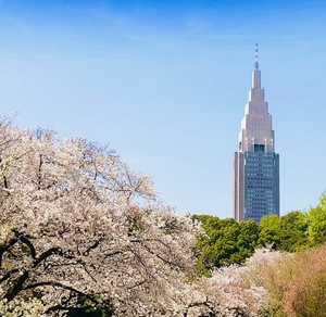 【春と桜と写さんぽ】新宿御苑に春色を撮りに行こう！の会