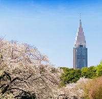【春と桜と写さんぽ】新宿御苑に春色を撮りに行こう！の会