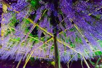 亀戸天神社へ、藤を撮りに行きましょう

※ライトアップは中止になりました