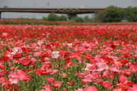 【カメライベント】埼玉は鴻巣のポピー・ハッピースクエアでポピーを撮影しましょう