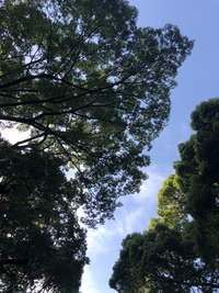 【都会で森林浴！？】代々木公園で一緒にお散歩しましょう！