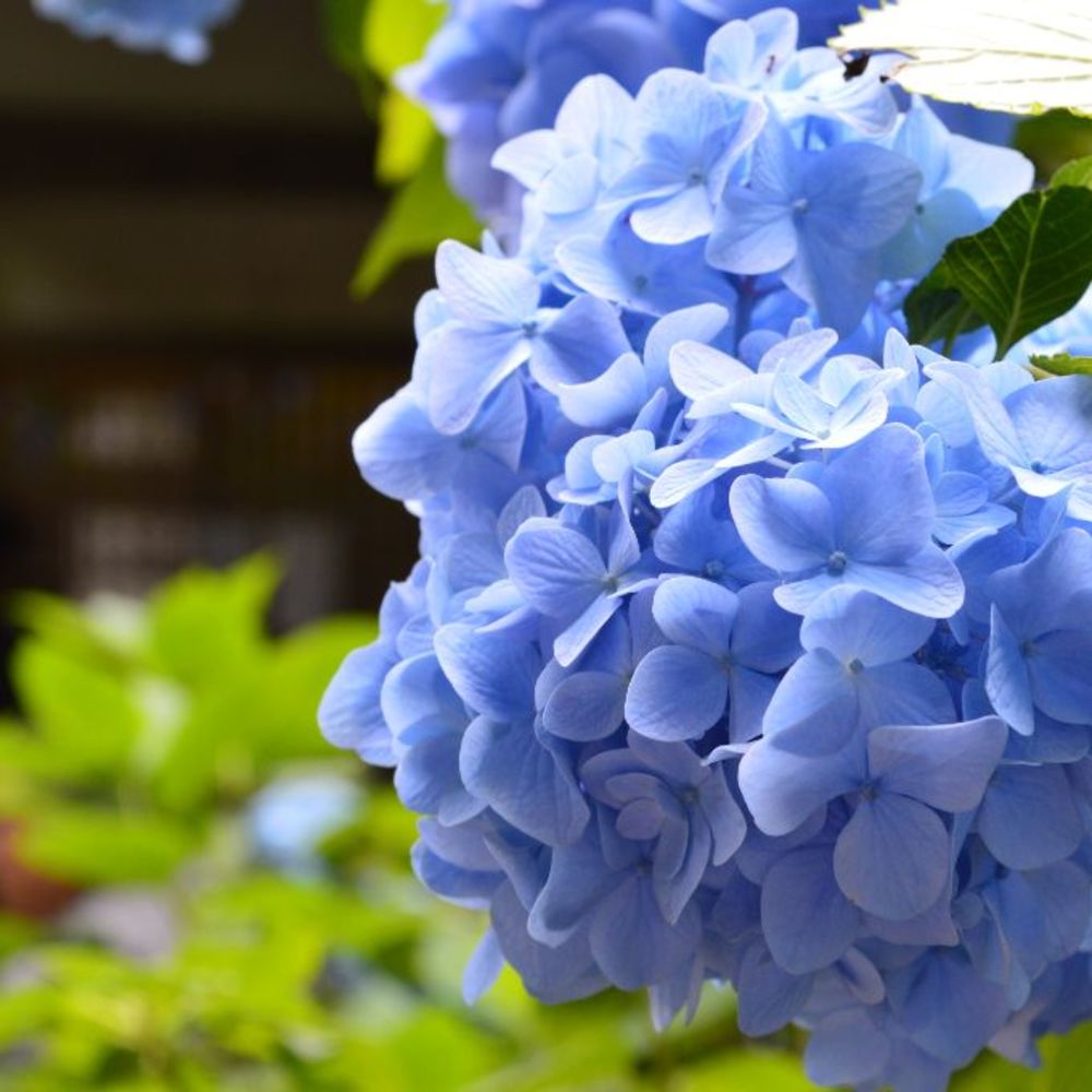 【カメライベント】鎌倉の紫陽花名所を回りましょう

※たぶんたくさん歩きます