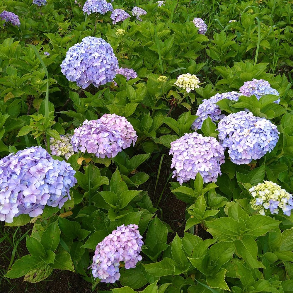 自然＆紫陽花散歩の会
東京都北区の王子で自然＆紫陽花散歩会をやります❕