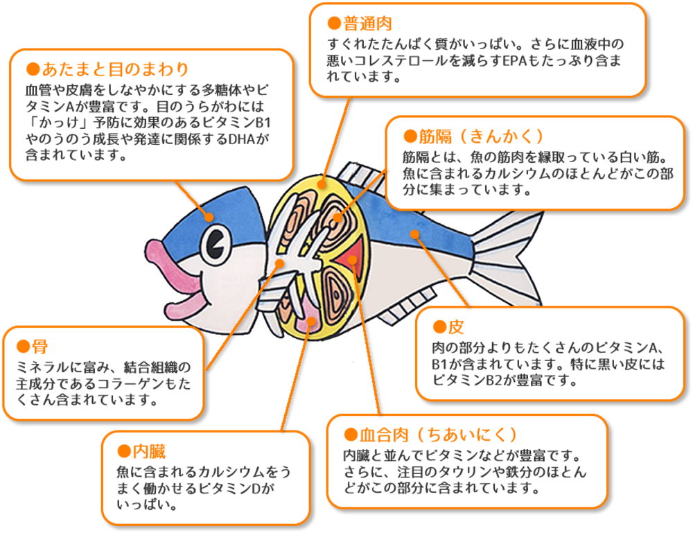 【戸越公園】魚会〜美味しい魚を食べよう〜