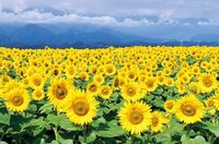 ※場所変更「長井海の手公園 ソレイユの丘」【ひまわり】を撮影しよう〜🌻
ひまわり撮影&ポートレート
※被写体さんも募集