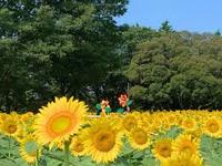 「夏らしくひまわりを見に行こう！」