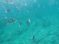 9/18（土）～1泊  ヒリゾ浜旅行