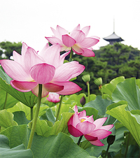 三溪園で【蓮】撮影📷 ※被写体さんも同時募集！京都や鎌倉などから移築された歴史的に価値の高い建造物が巧みに配置されている三溪園で蓮だけじゃなく情緒ある建物などもたくさん撮れそうですね。（現在、重要文化財10棟・横浜市指定有形文化財3棟）