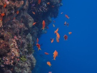 8月6日(金)三浦方面(海況良好)