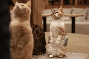 みんなで名古屋のねこcafeへ行こう🎵